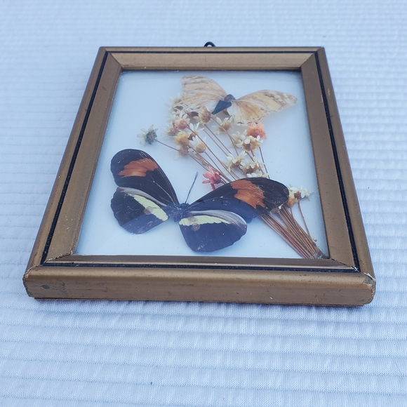 Butterfly Moth Taxidermy Framed Art 5"x4" Gallery Wall Vintage Wood Glass - Picture 4 of 7